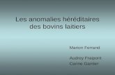 Les anomalies héréditaires des bovins laitiers Marion Ferrand Audrey Fraipont Carine Gantier.