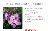Phlox maculata ‘Alpha’ • Floraison rose pourpre de juin à août • hauteur : 80cm • sol frais, riche • Soleil 5€ 50 le pot.