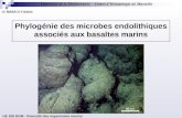 Année 2008-2009 Phylogénie des microbes endolithiques associés aux basaltes marins UE 106 DOM - Diversité des organismes marins 40 cm.