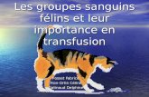 Les groupes sanguins félins et leur importance en transfusion Fosset Fabrice Fron-Ortin Céline Gatinaud Delphine.