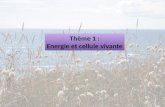 Thème 1 : Energie et cellule vivante Thème 1 : Energie et cellule vivante.
