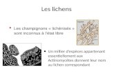 Les lichens Un millier d’espèces appartenant essentiellement aux Actinomycètes donnent leur nom au lichen correspondant Les champignons « lichénisés »
