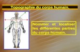 Topographie du corps humain. Nommer et localiser les différentes parties du corps humain.