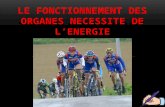 LE FONCTIONNEMENT DES ORGANES NECESSITE DE L’ENERGIE.