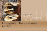 La reproduction asexuée (suite)  QpjS.