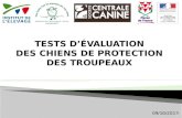TESTS D’ÉVALUATION DES CHIENS DE PROTECTION DES TROUPEAUX 09/10/2013 1.