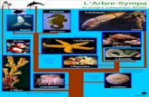 L’Arbre-Sympa du plongeur subaquatique Junior 1 090506. Requins 9-Poissons (T é l é ost é ens) 8-Arthropodes Ascidies 7-Echinodermes 6-Mollusques 5-Bryozoaires.