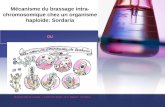 Mécanisme du brassage intra- chromosomique chez un organisme haploïde: Sordaria OU Illustration tirée de l’ouvrage : « le BAC SVT illustré » de G. Magagno.