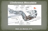 L’Endurance Musculaire. C'est la capacité de résister à la fatigue dans des performances de force de durée prolongée. Elle se caractérise par une capacité.