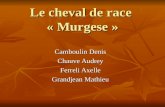 Le cheval de race « Murgese » Camboulin Denis Chauve Audrey Ferreli Axelle Grandjean Mathieu.