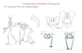 Comparaison Homme Chimpanzé D ’un point de vue anatomique.