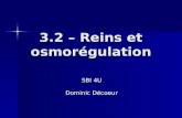 3.2 – Reins et osmorégulation SBI 4U Dominic Décoeur.