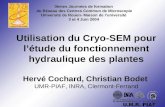 Utilisation du Cryo-SEM pour l’étude du fonctionnement hydraulique des plantes Hervé Cochard, Christian Bodet UMR-PIAF, INRA, Clermont-Ferrand 3èmes Journées.
