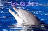 Les dauphins. Son nom vient du grec Delphis qui signifie esprit de la mer. C’est un mammifère marin (ils respirent de l'air, ont le sang chaud, une température.