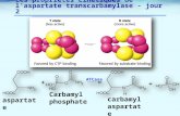 Les propriétés cinétiques de l'aspartate transcarbamylase - jour 2 aspartate Carbamyl phosphate carbamyl aspartate ATCase.