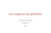 Les organes lymphoides Ghariani Rania PCEM 2 G 4