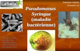 Pseudomonas Syringae (maladie bactérienne) Requier Charles Rivenet Loic Robin Baptiste Roland Edouard Rossignol Lucie Pathologie Végétale Promotion 151.
