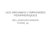 LES ORGANES LYMPHOIDES PERIPHERIQUES BELLASSOUED MARIEM PCEM2.g1