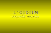 L’OIDIUM Uncinula necator. L’origine du l’oïdium. Causée par un champignon qui se développe à la surface des organes de la vigne, l’Oïdium est apparu.