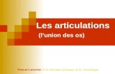 Les articulations (l’union des os) Pascal Laroche, B.Sc éducation physique, B.Sc. kinésiologie.
