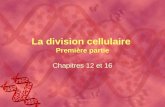 Collège Lionel-Groulx La division cellulaire Première partie Chapitres 12 et 16.
