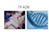 TP ADN. TP ADN : matériel 2 tubes à essai froid, de l’alcool froid, de l’eau froide, de la gaze = filtre, du produit vaisselle incolore froid, 1 cuillère.