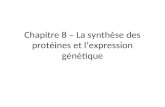 Chapitre 8 – La synthèse des protéines et l’expression génétique.