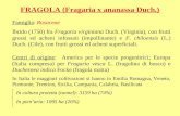 FRAGOLA (Fragaria x ananassa Duch.) Famiglia: Rosaceae Ibrido (1750) fra Fragaria virginiana Duch. (Virginia), con frutti grossi ed acheni infossati (impollinante)