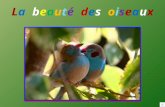 La beaut© des oiseaux - The beauty of birds