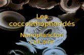 Diaporama Coccolithophorides