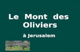 Mont des oliviers- holly land