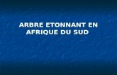 Arbre etonnant en_afrique_du_sud