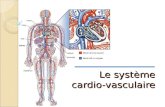 Syst cardio vasc-josee_6avril