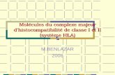 molécules du complexe majeur d’histocompatibilité