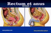 cc rectum et anus