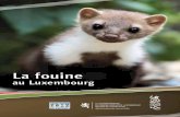 Brochure Fouine