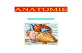 Anatomie à sa plus simple expression Anamnèse Termes médicaux Cours 6
