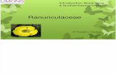 Introduction Botanique présentation - Ranunculaceae