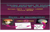 Tp Biologie Cellulaire en Mycologie