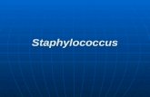 Le Staphylococcus
