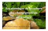 Avantages Culture Champis Agriculture