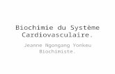 Biochimie du Système Cardiovasculaire