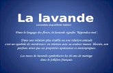 L'histoire de_la_lavande