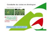 La conduite de la culture du colza en Bretagne