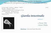 Giardia intestinalis (protozoaire parasite d'homme)