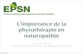 L'importance de la phytothérapie dans la naturopathie