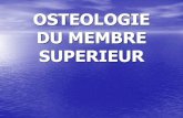 Anatomie  osteologie du membre superieur