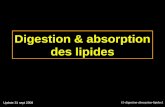 15 digestion absorption-lipides