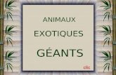 Animaux exotiques-geants-diana1