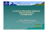 Le cycle de Plasmodium falciparum: aspects genetiques et antig©niques